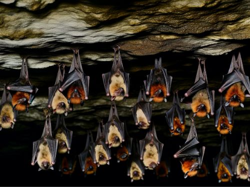 Bats Hanging In Cave