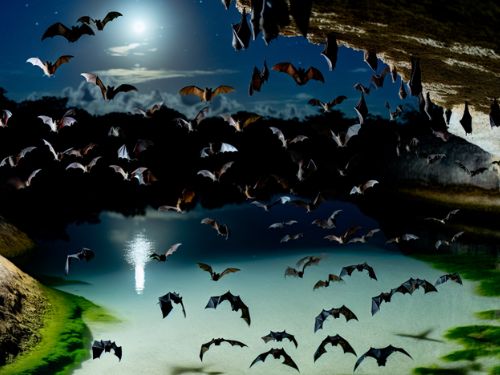 Bats Near Lake