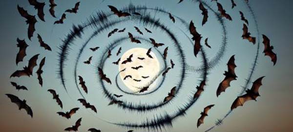 why do bats fly in circles